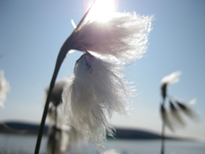 Arctic Cottonseed